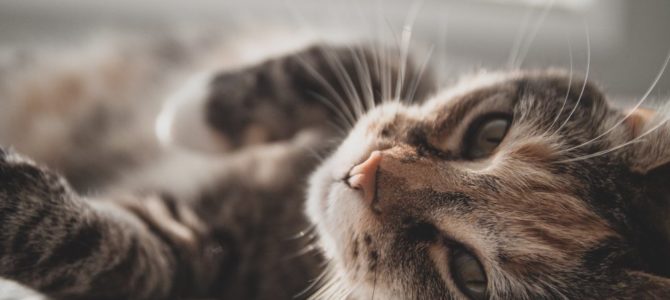 Gör hemmet till en trygg miljö för katten med balkongnät och andra åtgärder Gör hemmet till en trygg miljö för katten med balkongnät och andra åtgärder